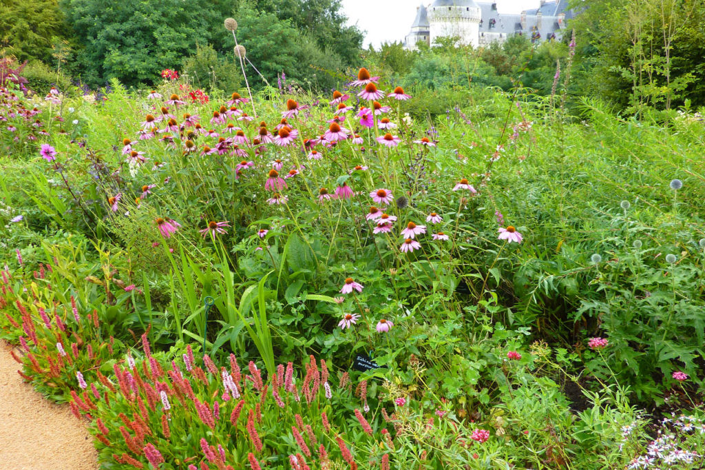 Création - Jardin-prairie