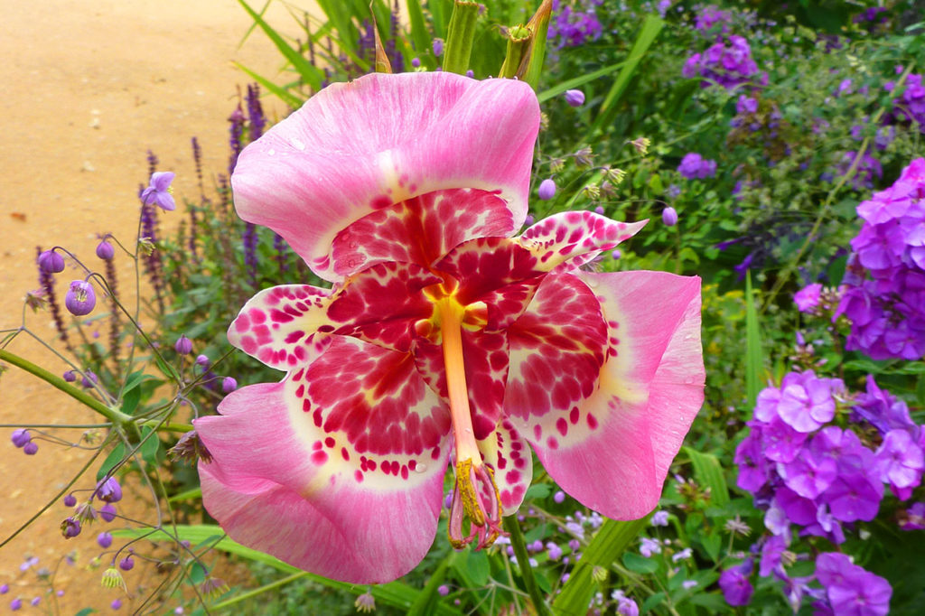 Création - Jardin-prairie